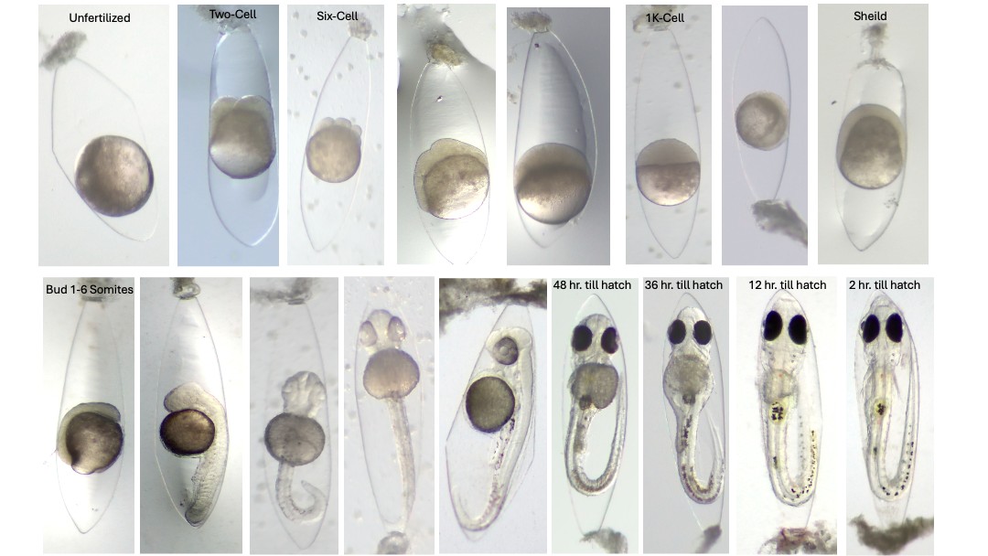 Initial Staging of Lythrypnus dalli Embryos
