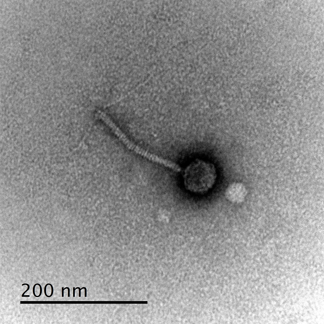 An image of the bacteriophage Rowlf