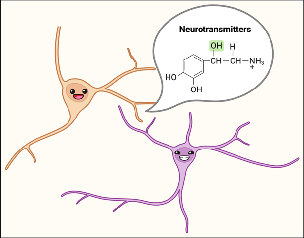 A diagram of neurotransmitters