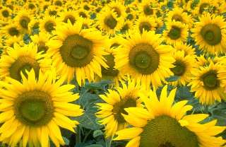 sunflowers