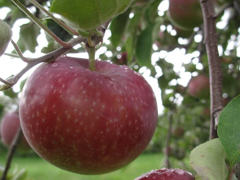 photo credit Champlain Orchards