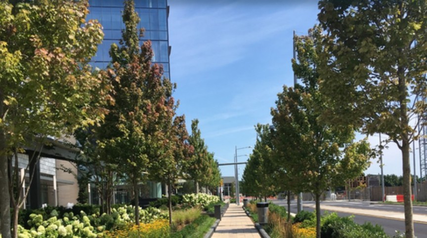 tree-lined walkway