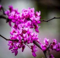 Flowering branch of the Eastern Redbud tree