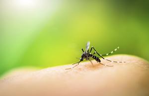 Mosquito biting a person