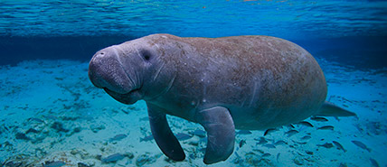 Manatee