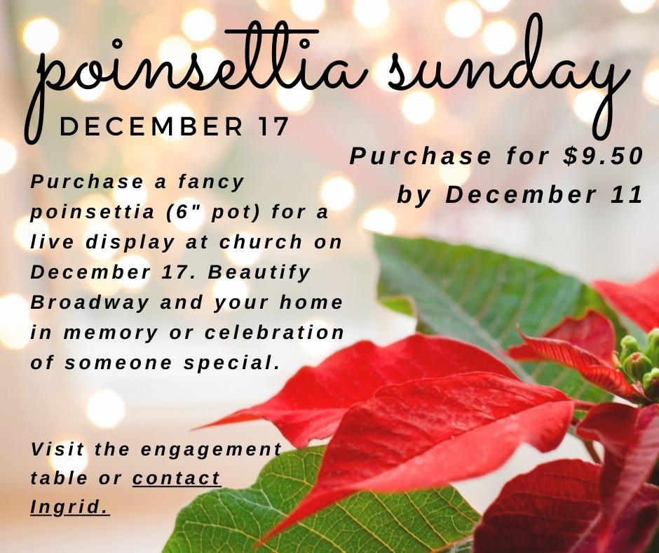poinsettia sunday.jpg