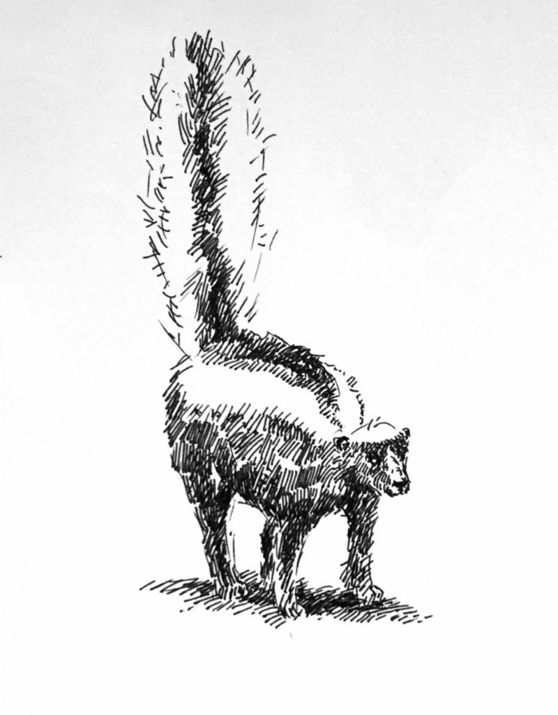 A Skunk | Texas Cowboy Art