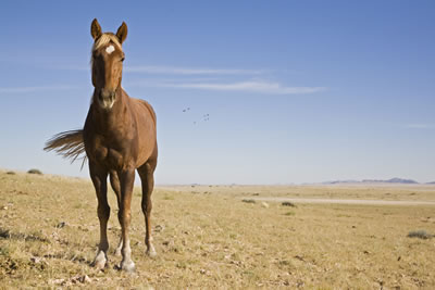 horse-desert.jpg