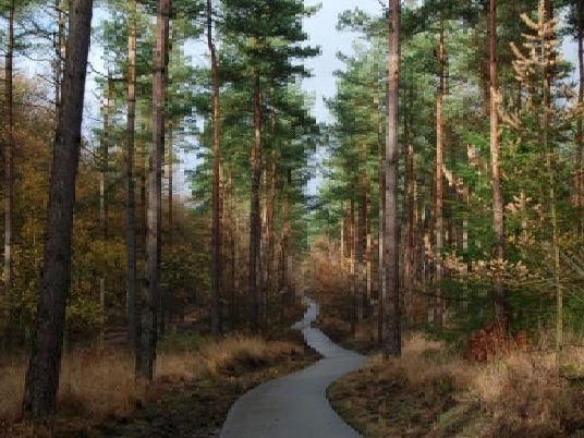 pavedpathwoods.jpg