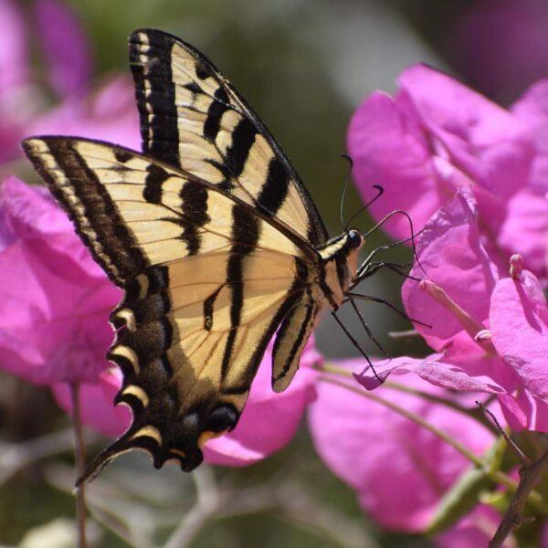 Yellow and brown striped butterfly on a pink flower