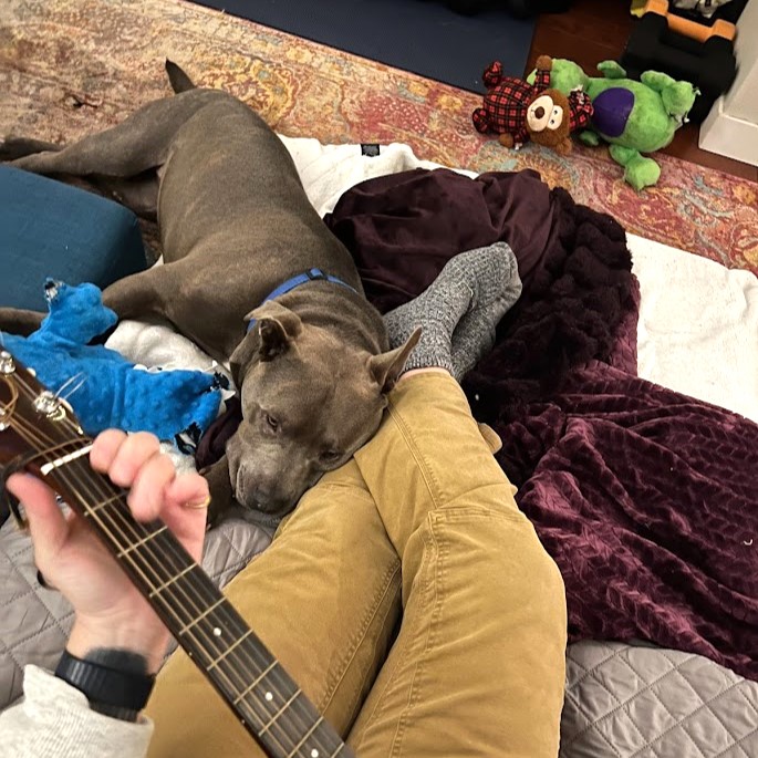 Blue pit bull laying against human crossed legs with a guitar 