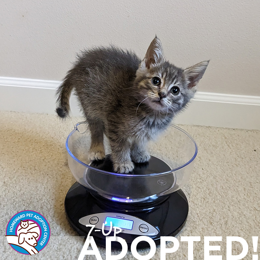 Tabby kitten standing on a scale. Text: 7-Up - Adopted