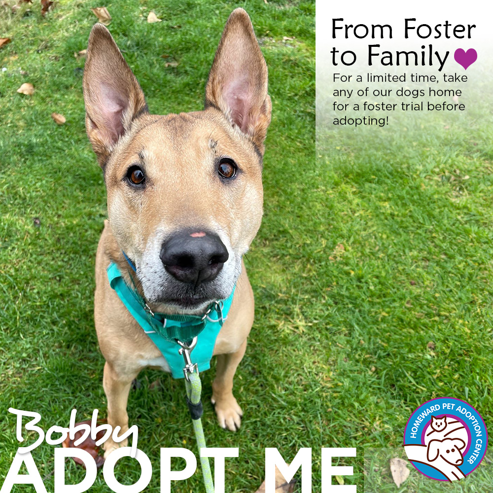 Photo of a tan dog with a long nose. Text: From Foster To Family, For a limited time take any of our dogs home for a foster trial before adopting. Bobby - Adopt Me