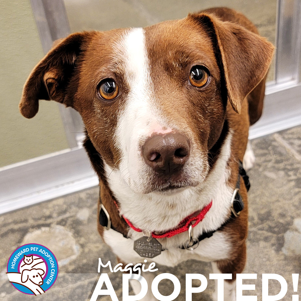 Red and white little dog. Text: Maggie Adopted