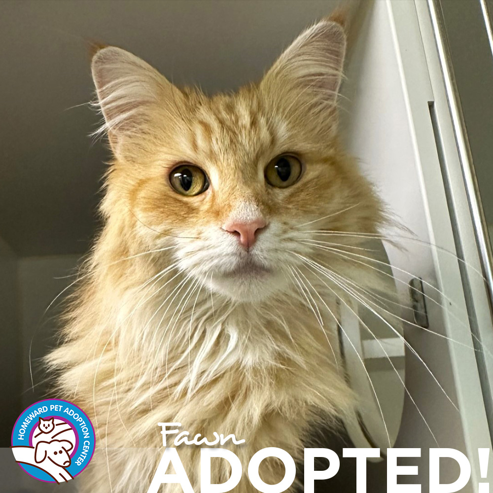 Fluffy orange tabby. Text: Fawn Adopted