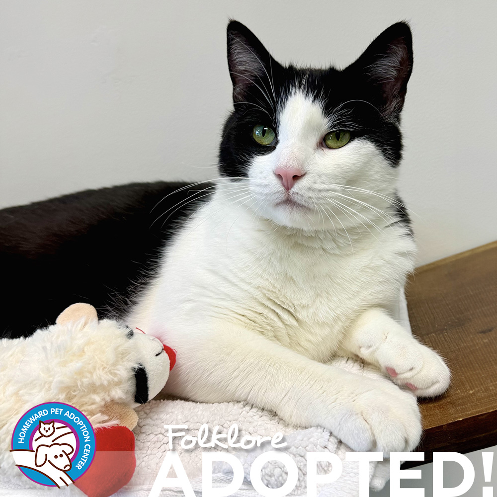 Black and White Cat. Text: Folklore Adopted