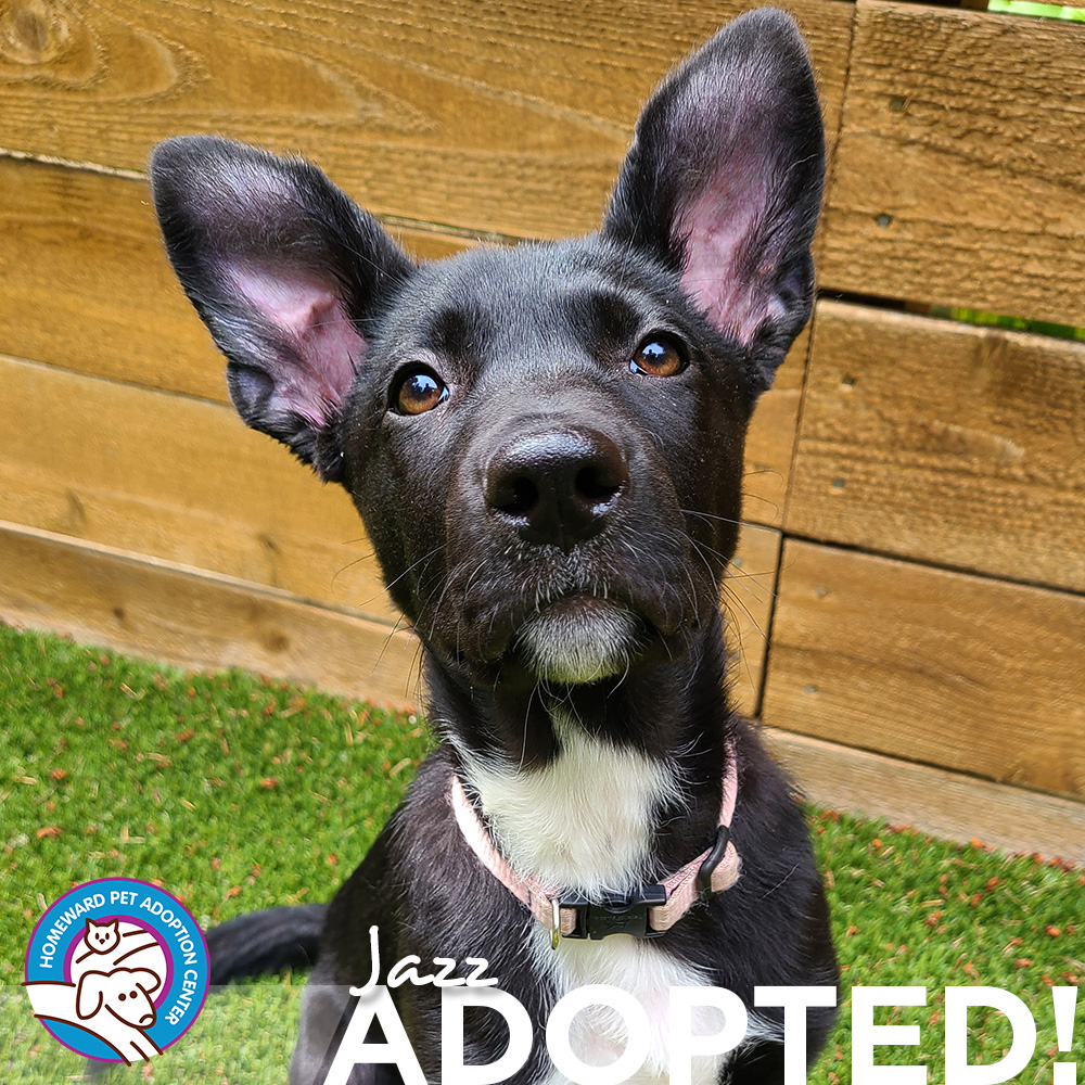 Black puppy with big ears. Text: Jazz - Adopted