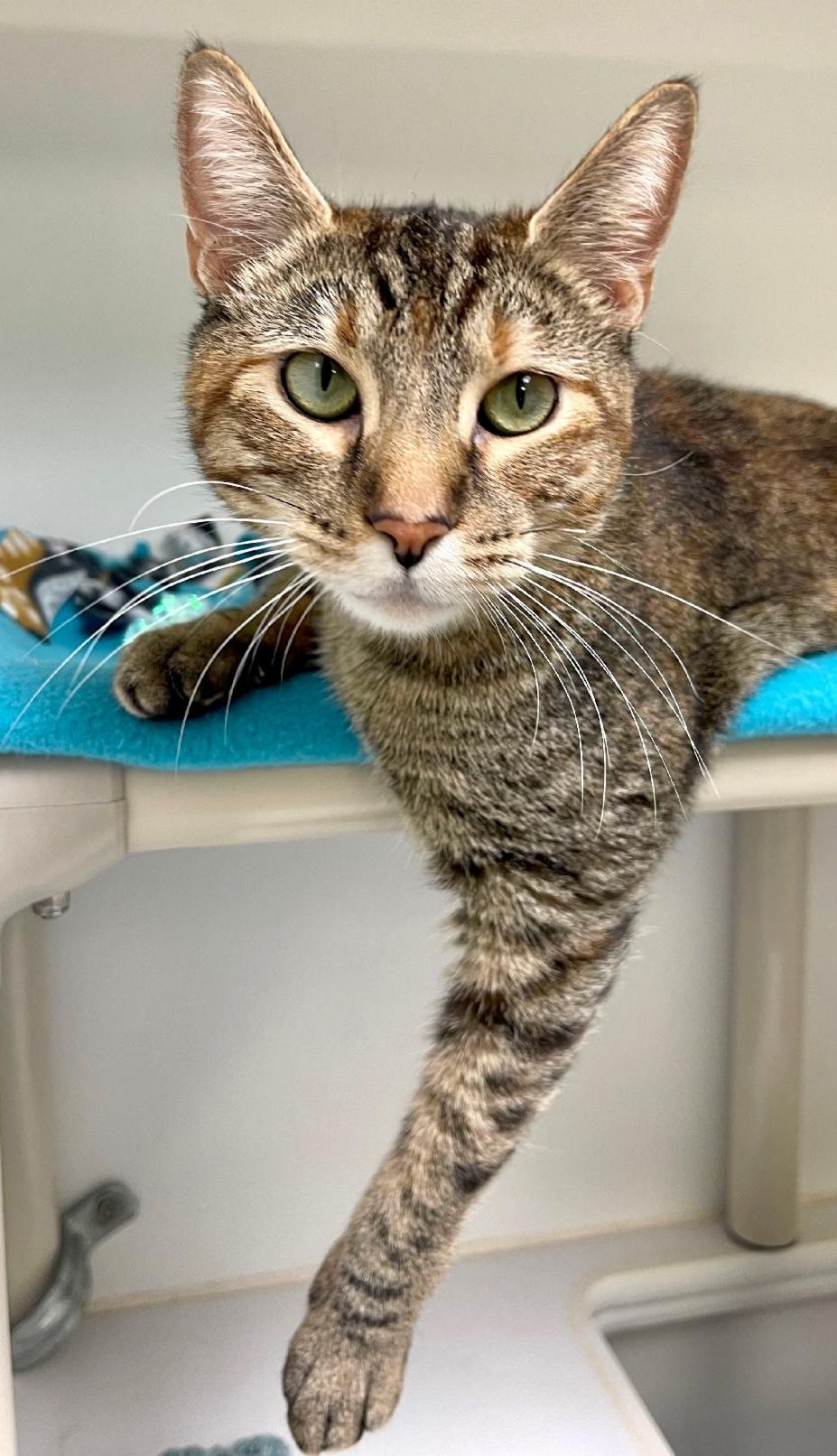 Brown tabby with green eyes lounging with one paw down.