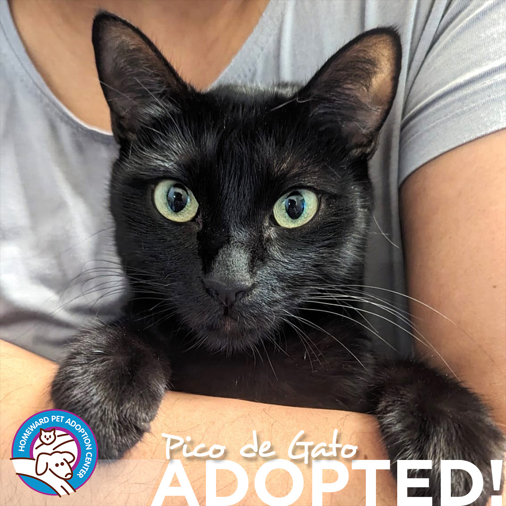 Black cat being held in someone's arms. Text: Pico de Gato Adopted