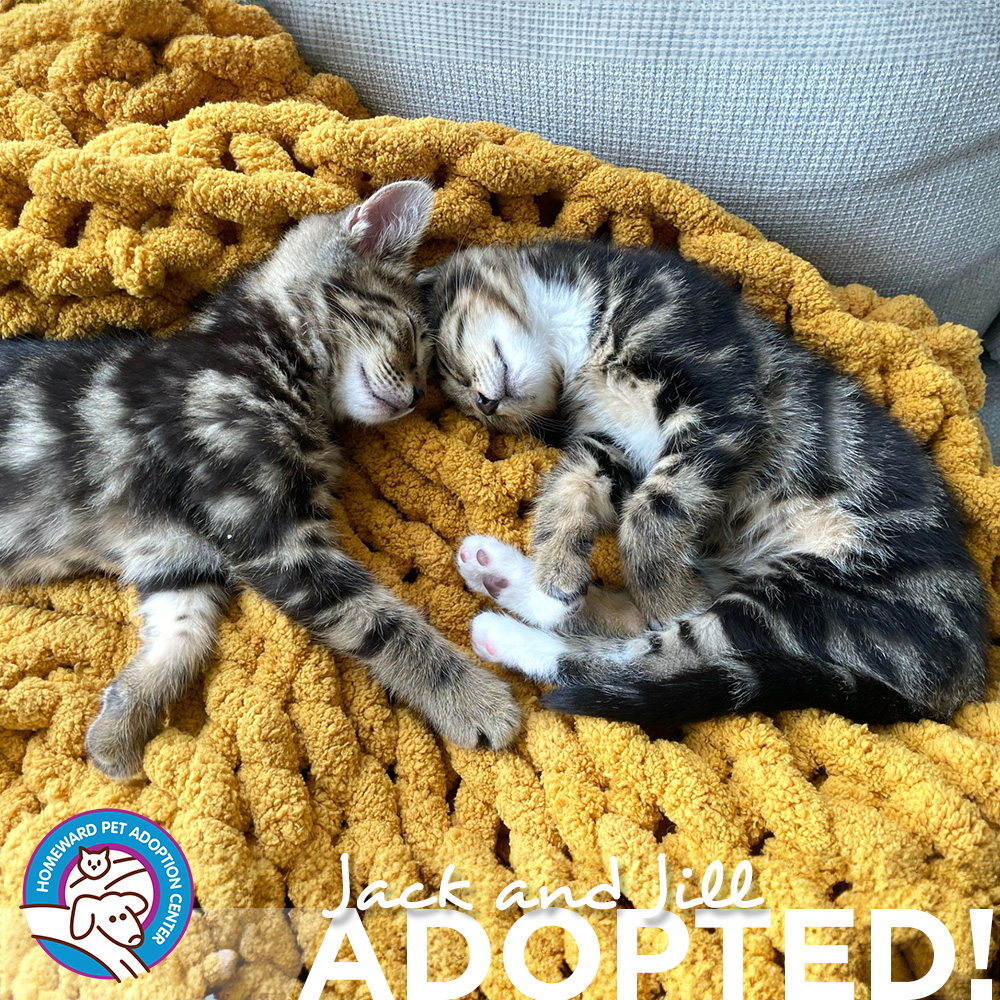 Two sleeping tabby kittens. Text: Jack and Jill - Adopted