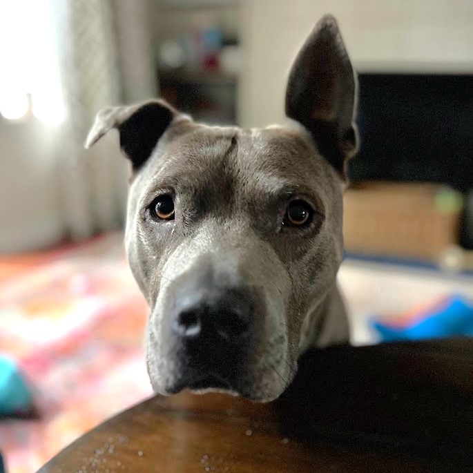 Blue pit bull with one ear down and one ear up