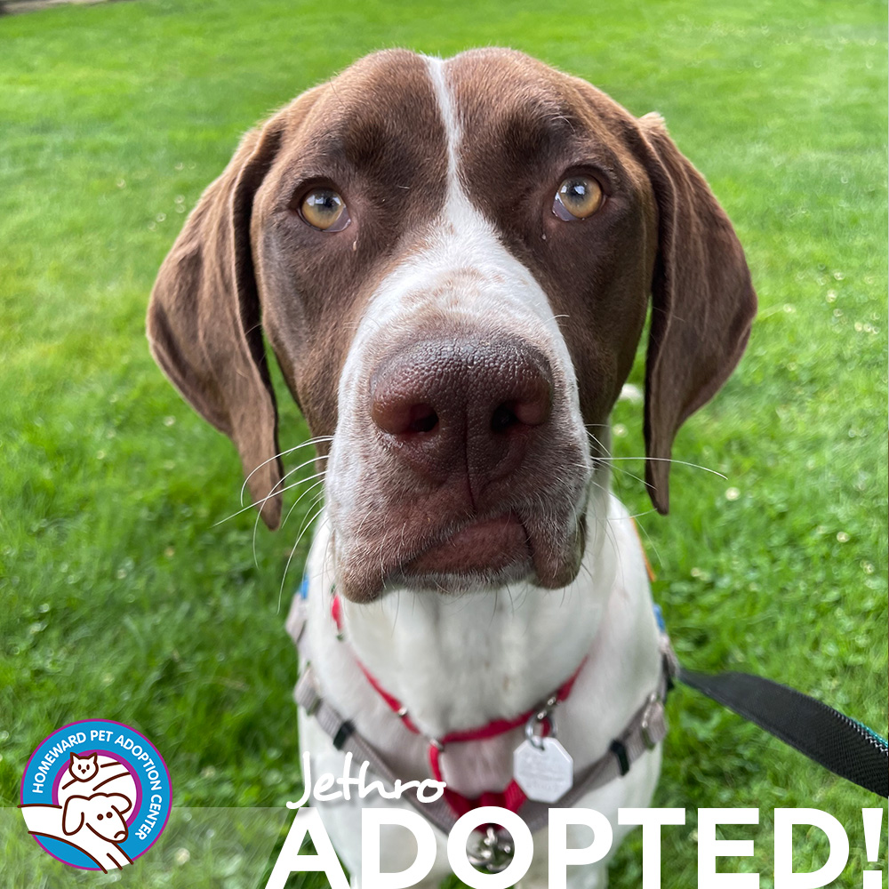 Brown and white hound. Text: Jethro - Adopted