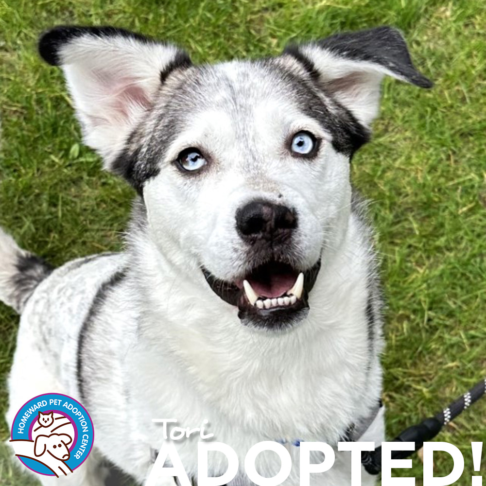 Black and white smiling dog. Text: Tori Adopted