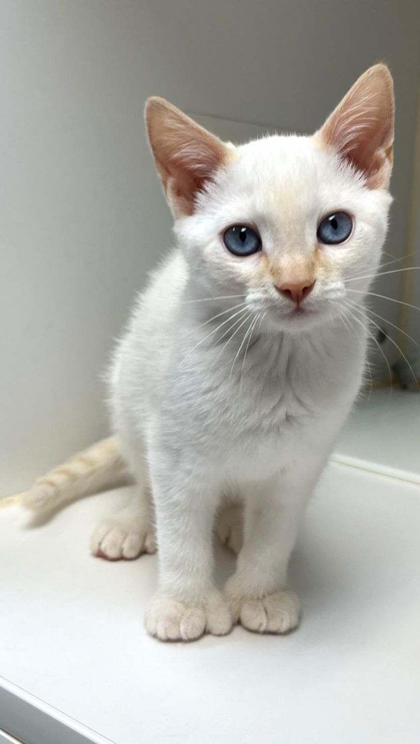 Two dogs running. Text: Toto's Club