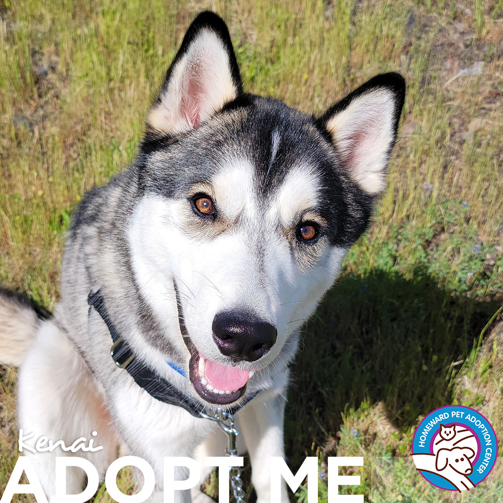 Husky. Text: Kenai - Adopt Me