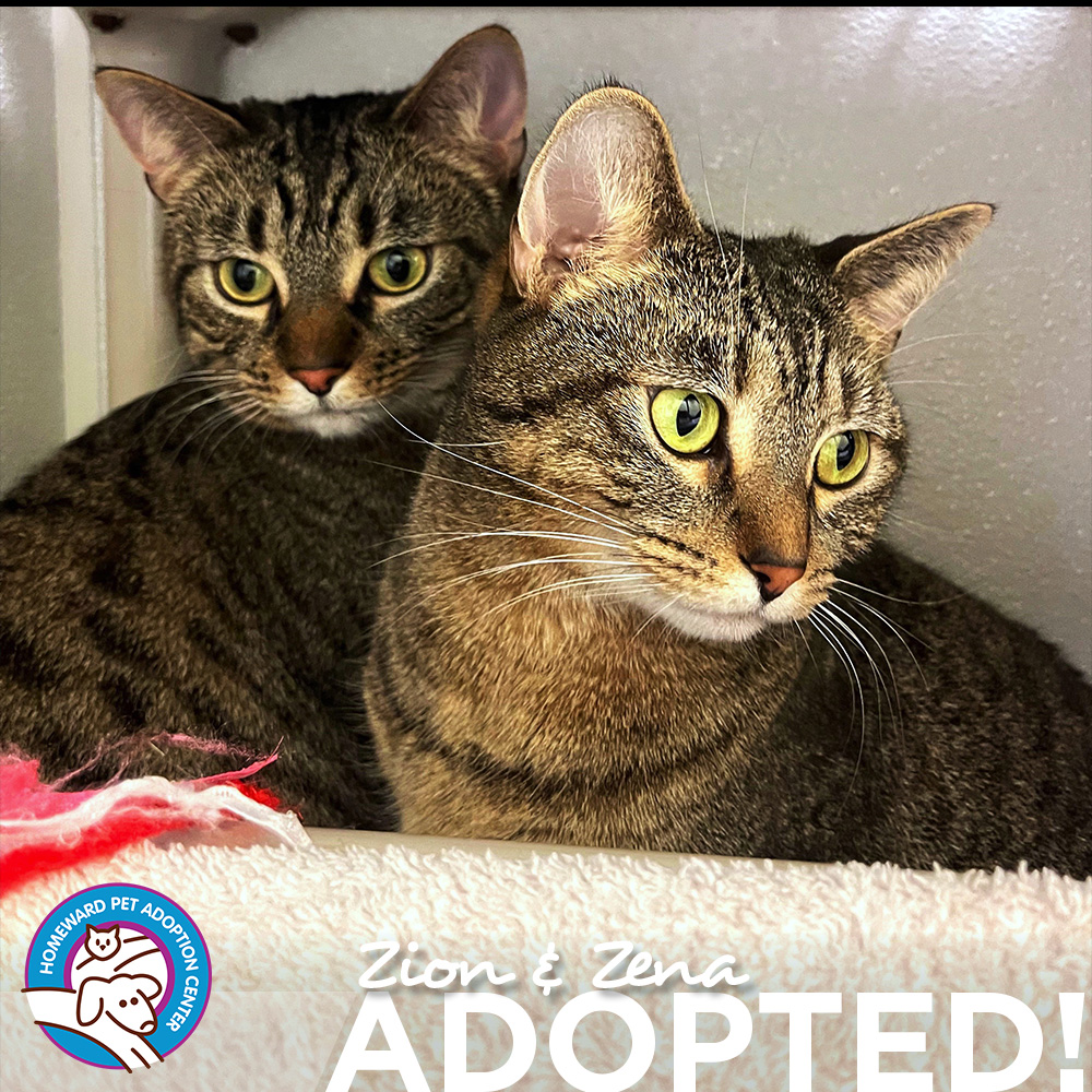 Two brown tabbies. Text: Zion and Zena Adopted