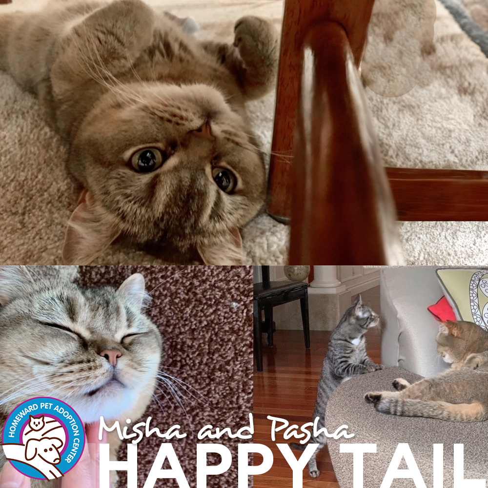 Photo collage of two cats sleeping and playing. Text: Misha and Pasha Happy Tail