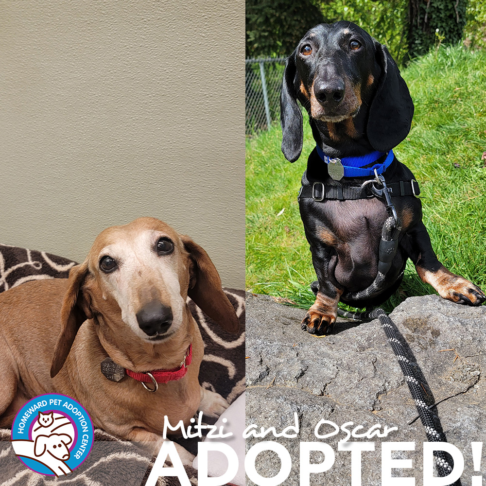 Two dachshunds. Text: Mitzi and Oscar - Adopted