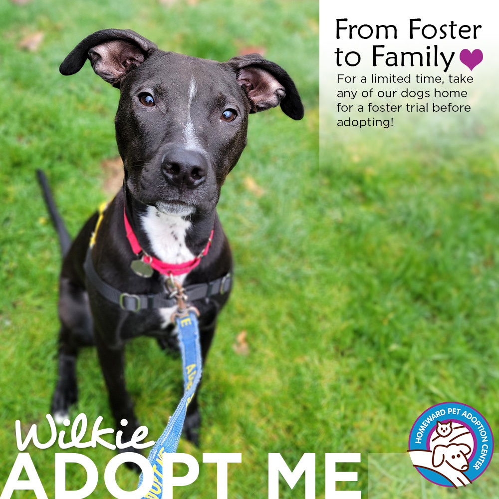 Black and white dog with big sideways ears. Text: From Foster to Family, For a limited time, take any of our dogs home for a foster trial before adopting! Wilkie Adopt me