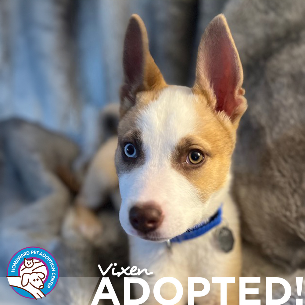 White and tan puppy with perked up ears. Text: Vixen Adopted