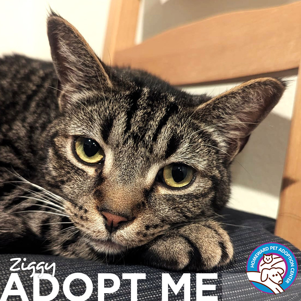 Tabby Cat with green eyes. Text: Ziggy - Adopt Me
