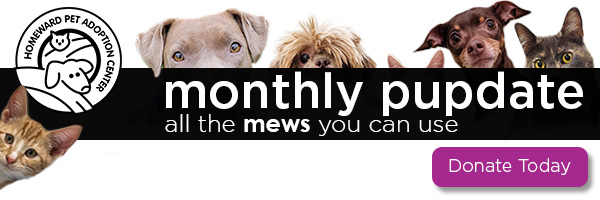 Monthly Pupdate - all the mews you can use