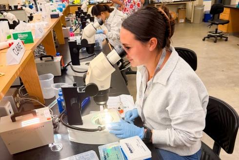 Claire Dorey at Marine Biological Lab