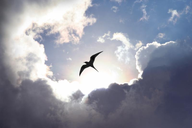 fly_to_heaven.jpg