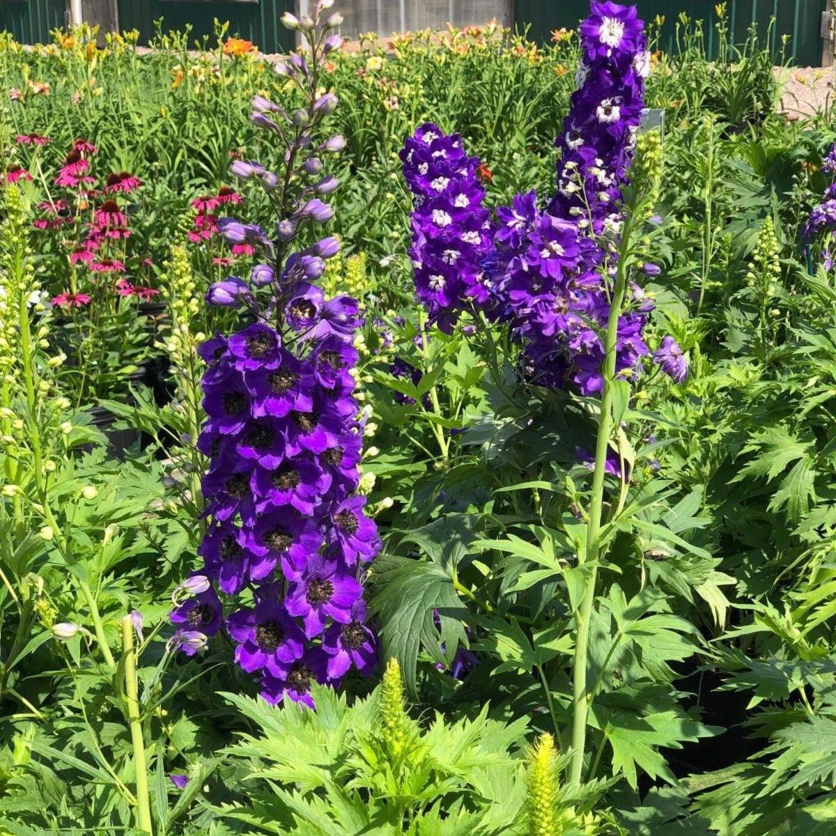 delphinium