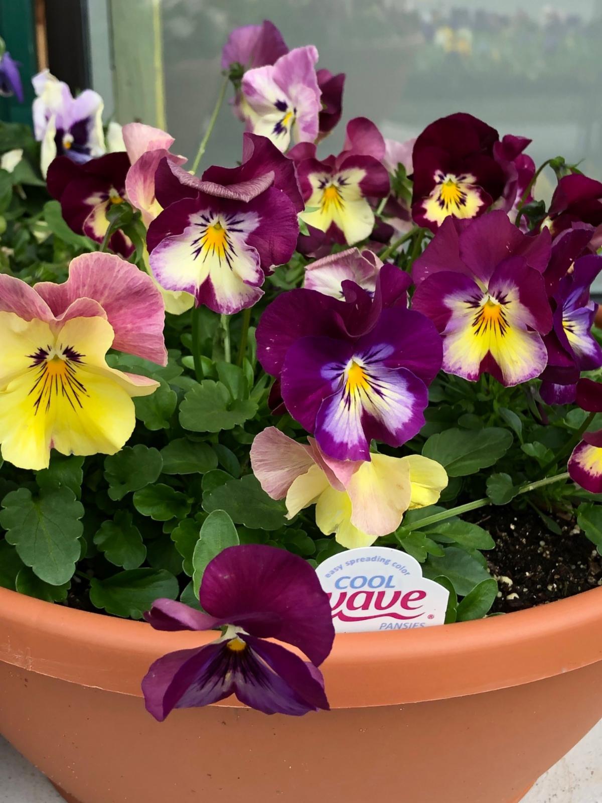 pansy