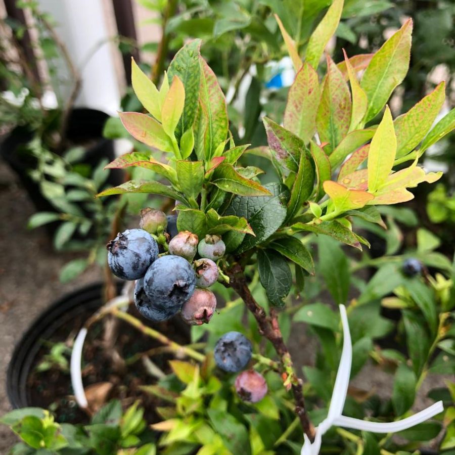 blueberry