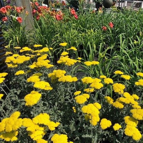 perennials