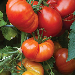 Mighty Mato Beefsteak Tomatoes