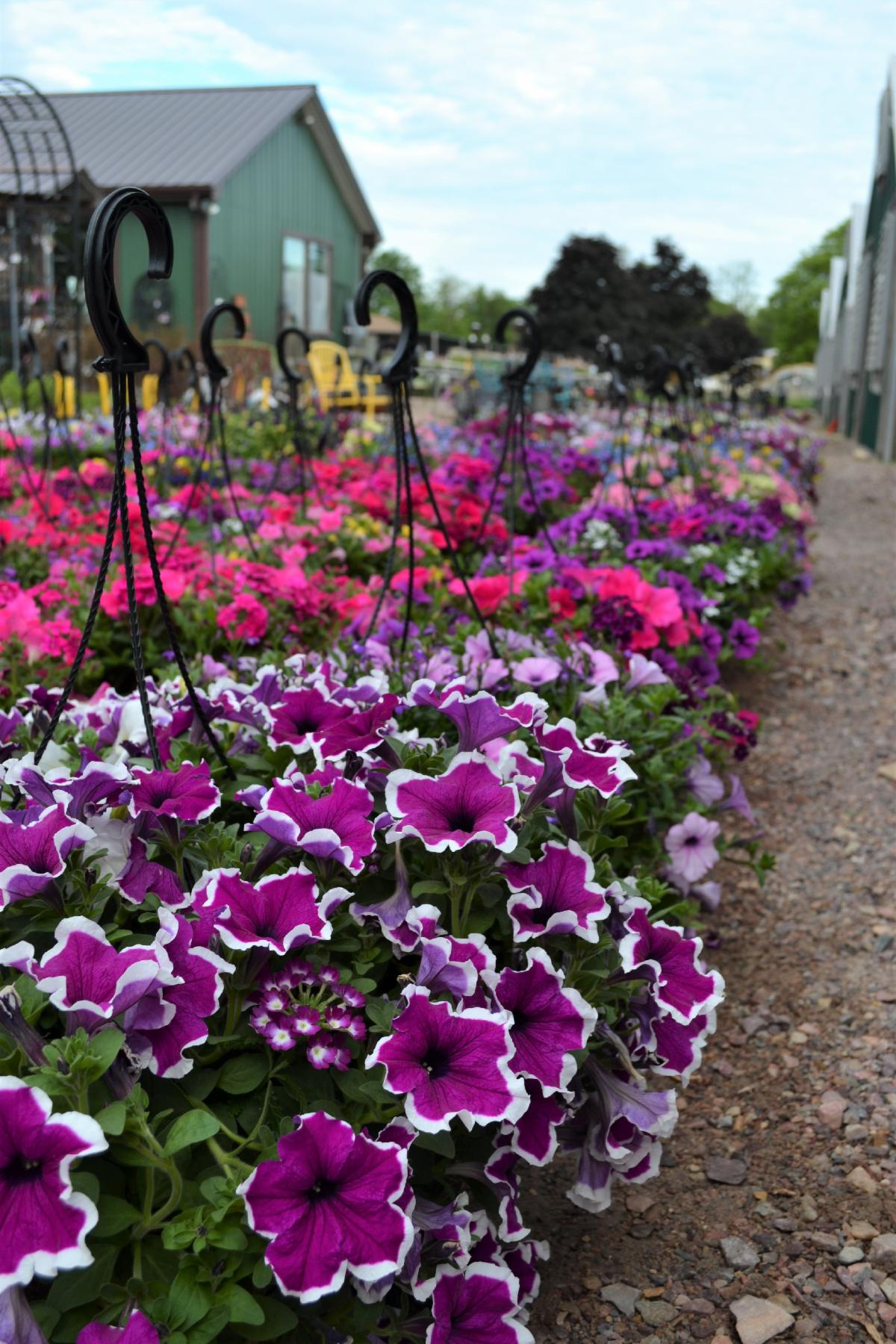 hanging baskets
