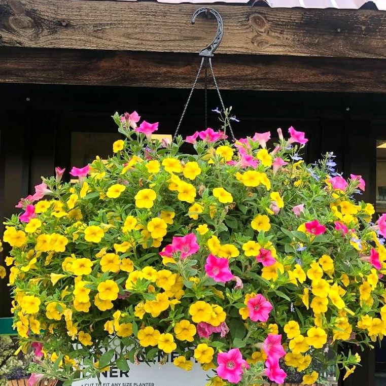 hanging basket hb