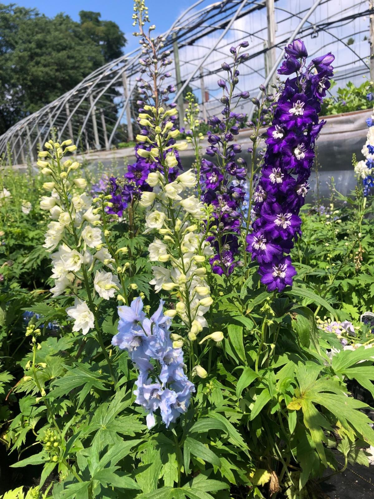 delphinium 