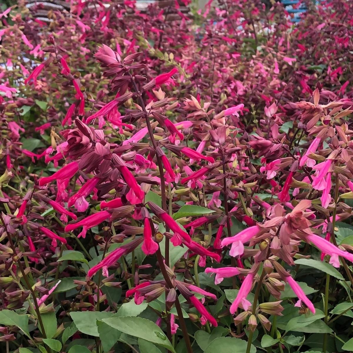 salvia