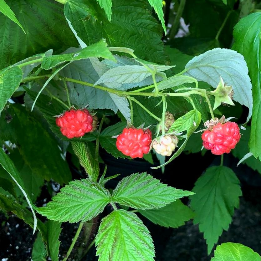 raspberry
