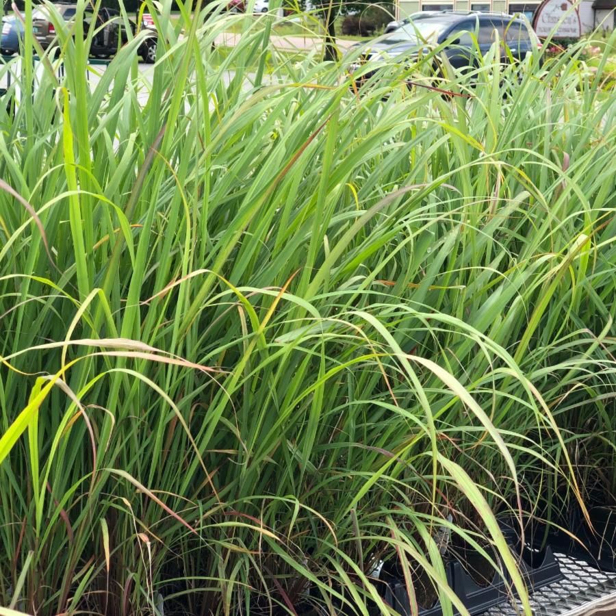 lemon grass