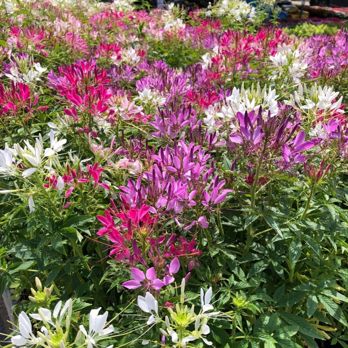 cleome